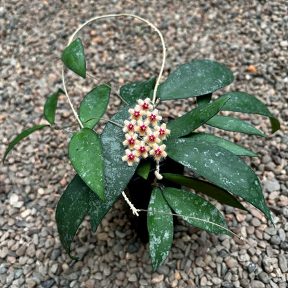Hoya flagellata (gold) H344