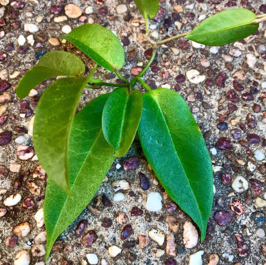 Hoya trigonolobus IML 1731 H337