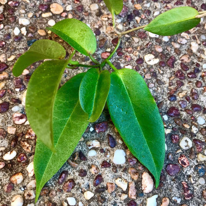 Hoya trigonolobus IML 1731 H337