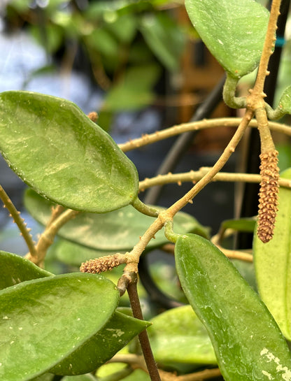 Hoya 'Shepherdell' H207