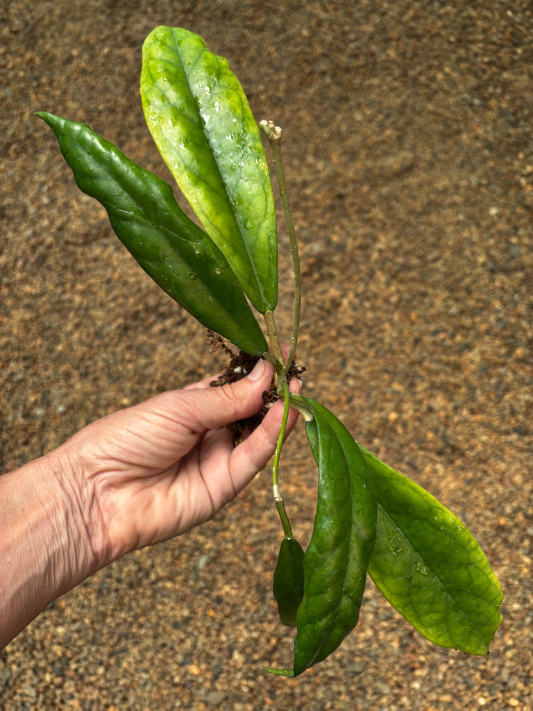 Hoya sp. Estrella Waterfall IML 1627 H315