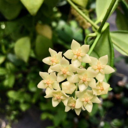 Hoya vanuatuensis H5