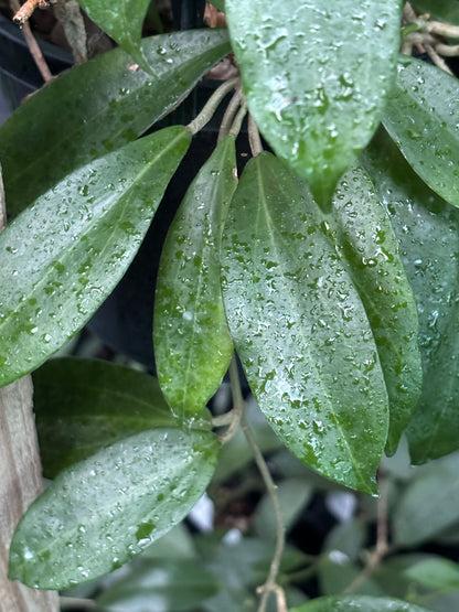 Hoya samoensis IML 0192 H82