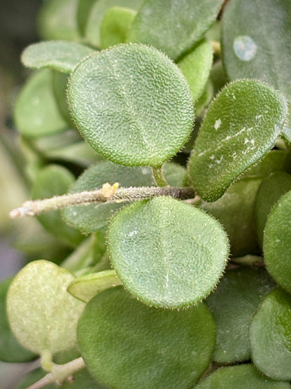 Hoya serpens H176