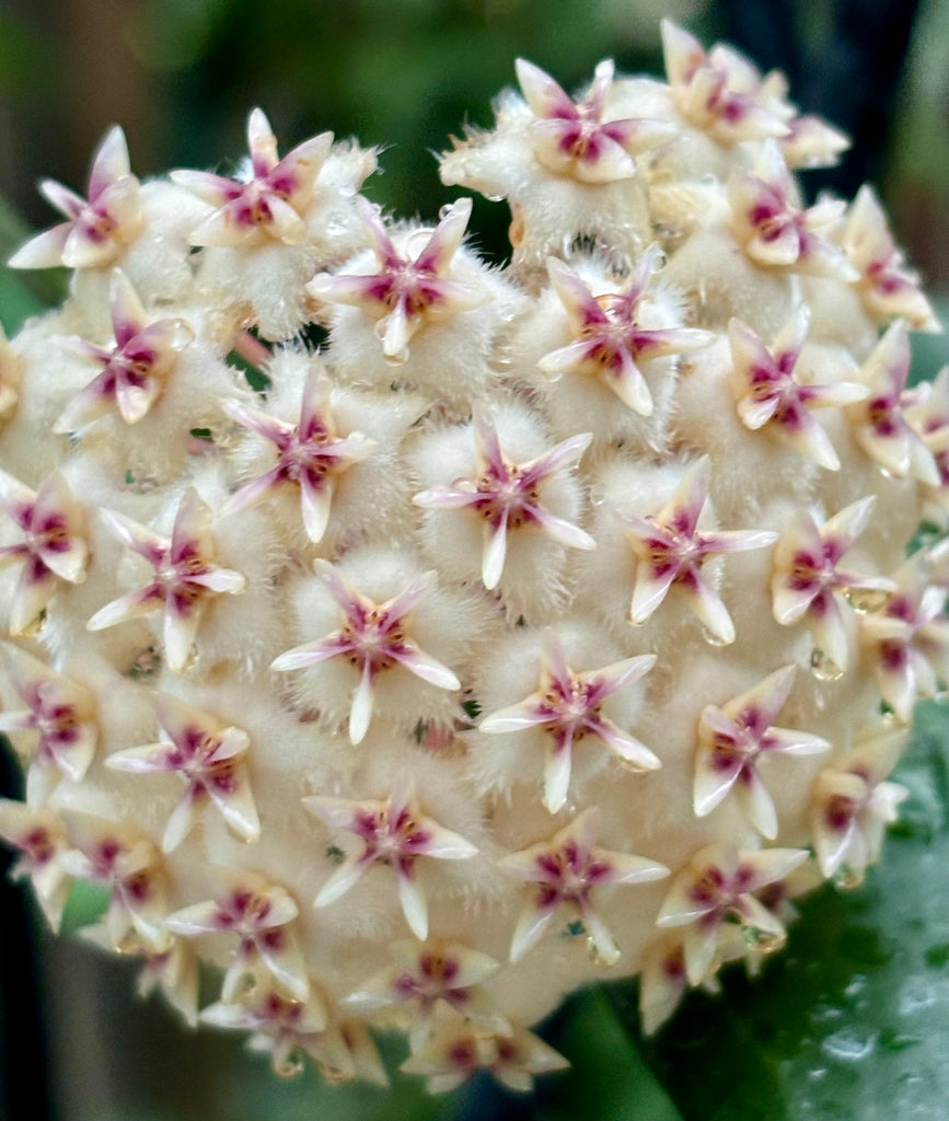 Hoya erythrostemma 'white' IML 1428 H230