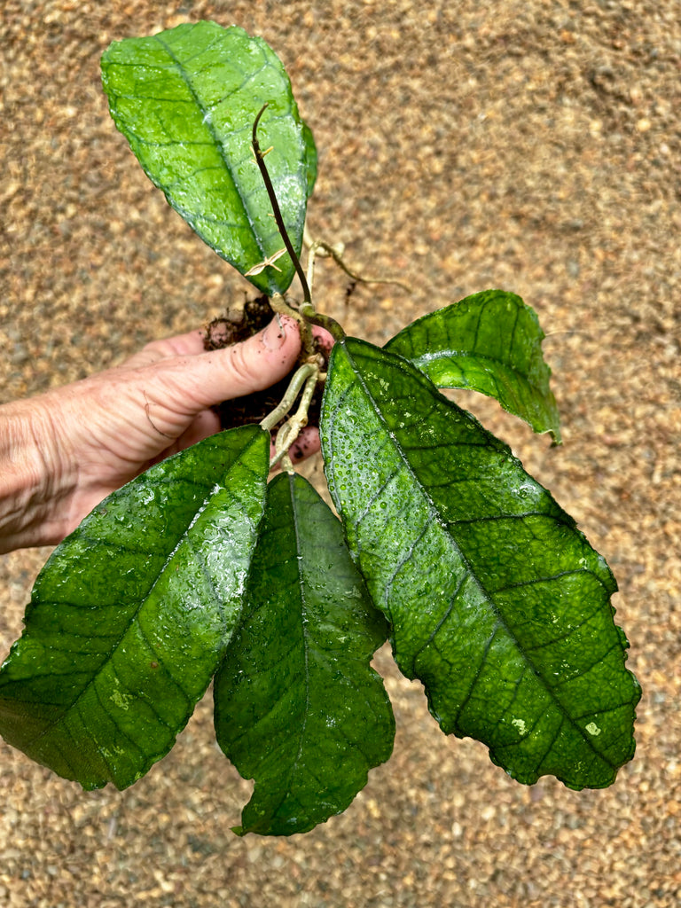 Hoya sp. Nong Nooch IML 1541 H120