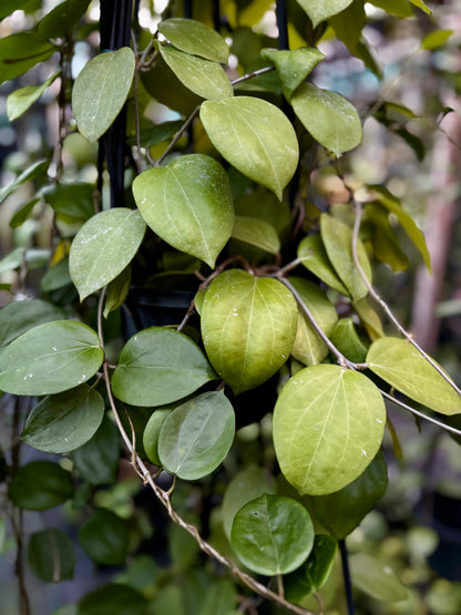 Hoya neocaledonica IML 1647 H166