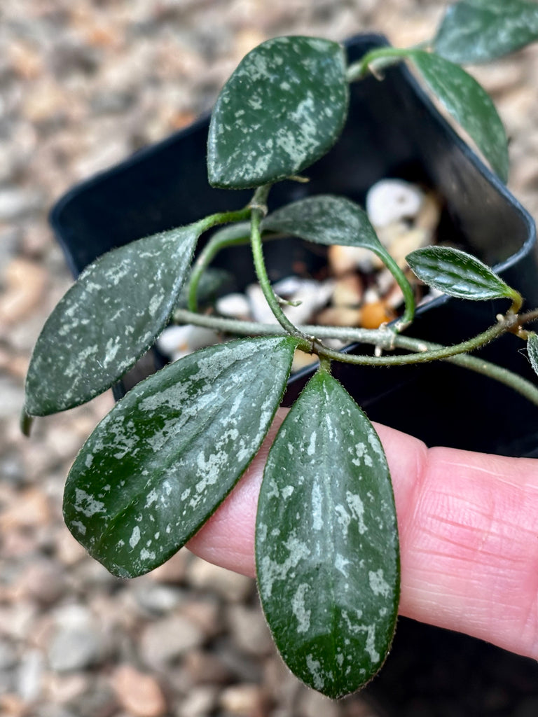 Hoya lima (splash long leaf) H417