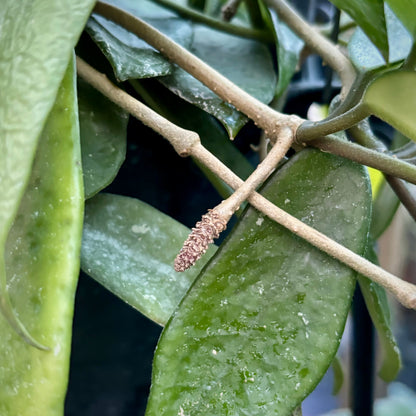 Hoya 'Shepherdell' H207