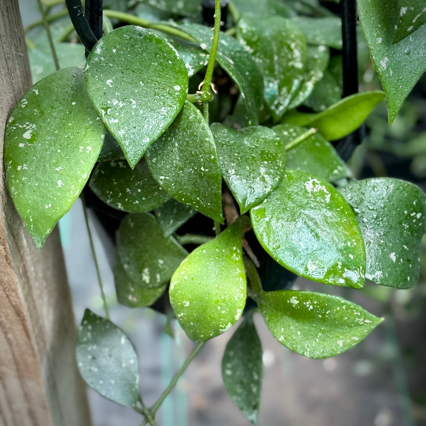 Hoya rundumensis H264