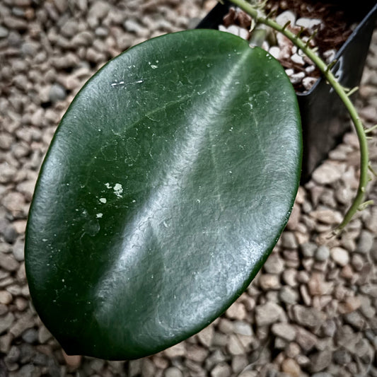 Hoya 'Wonder' (JAD020) H426