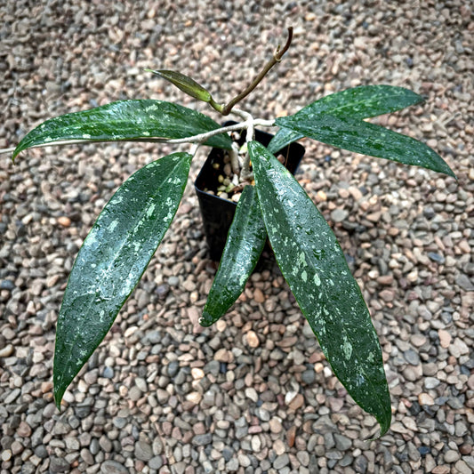 Hoya sp. Phu Kradueng Loei Province SR 2007-13 H424