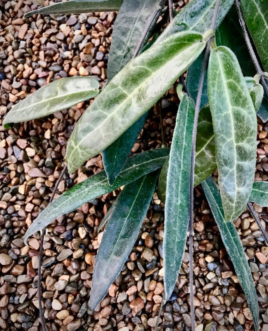 Hoya hypolasia Madang PNG IML 1155 H164