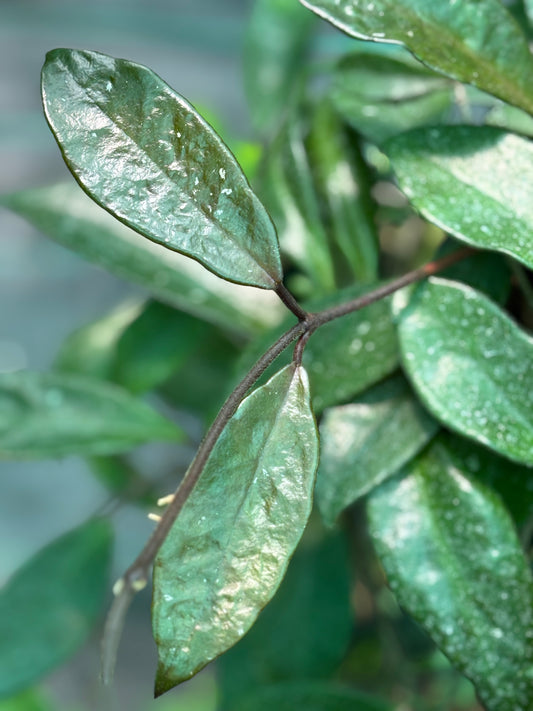 Hoya 'Sherry' IML 1637 H282
