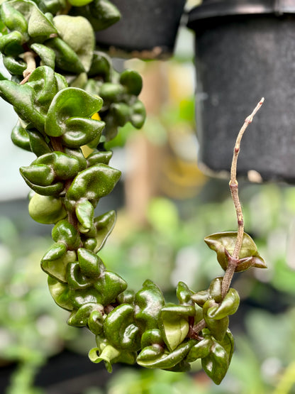Hoya compacta Dwarf Rope H204