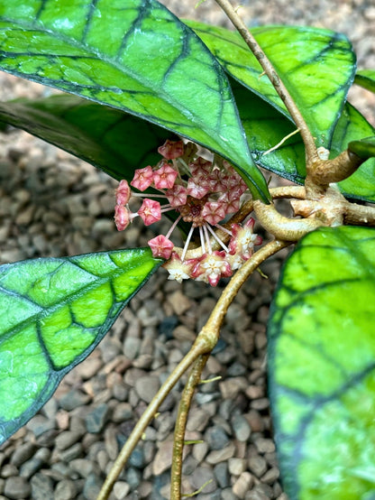 Hoya callistophylla Sabah IML 1762 H316