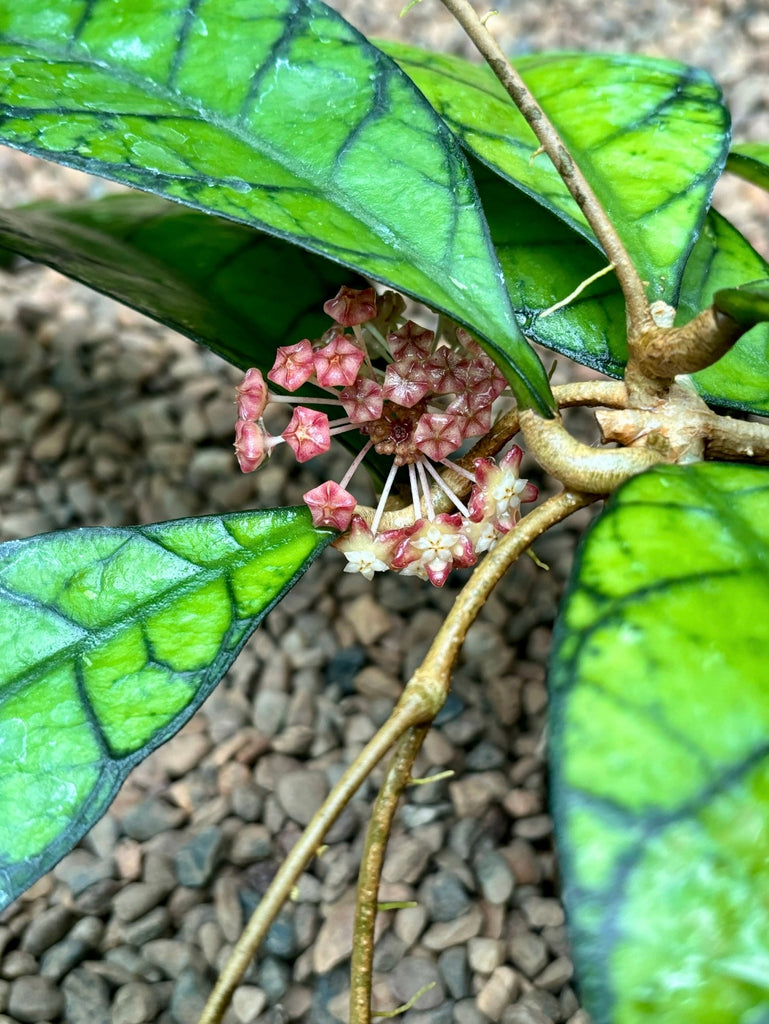 Hoya callistophylla Sabah IML 1762 H316