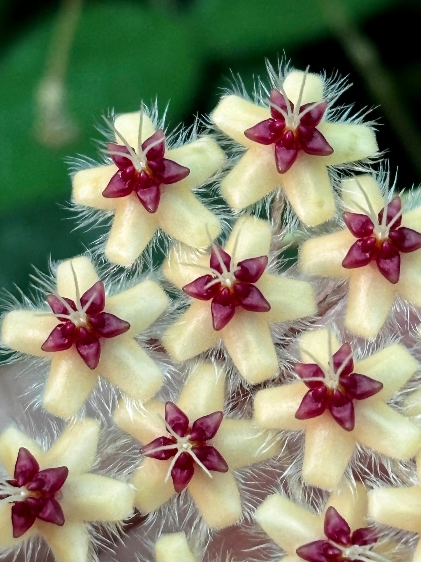 Hoya flagellata (gold) H344