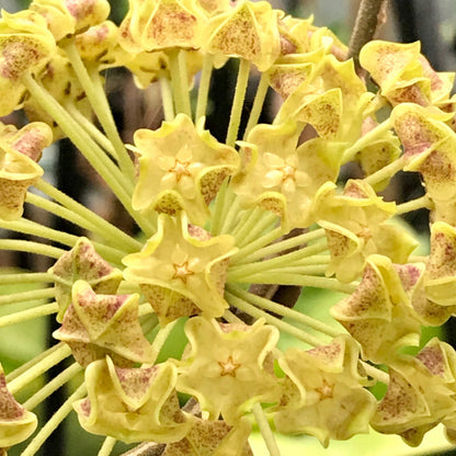 Hoya lambii H144