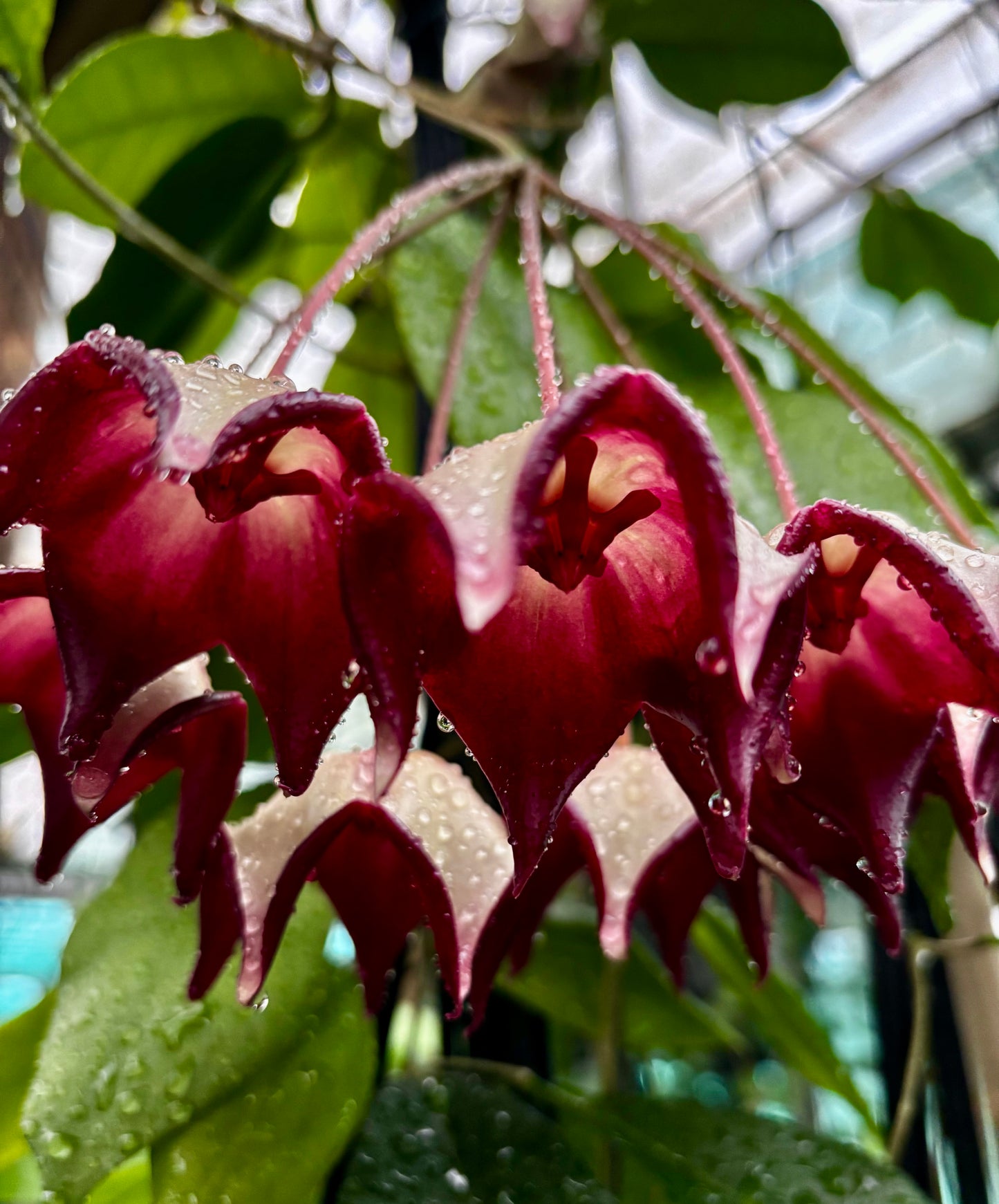 Hoya macgillivrayi H34