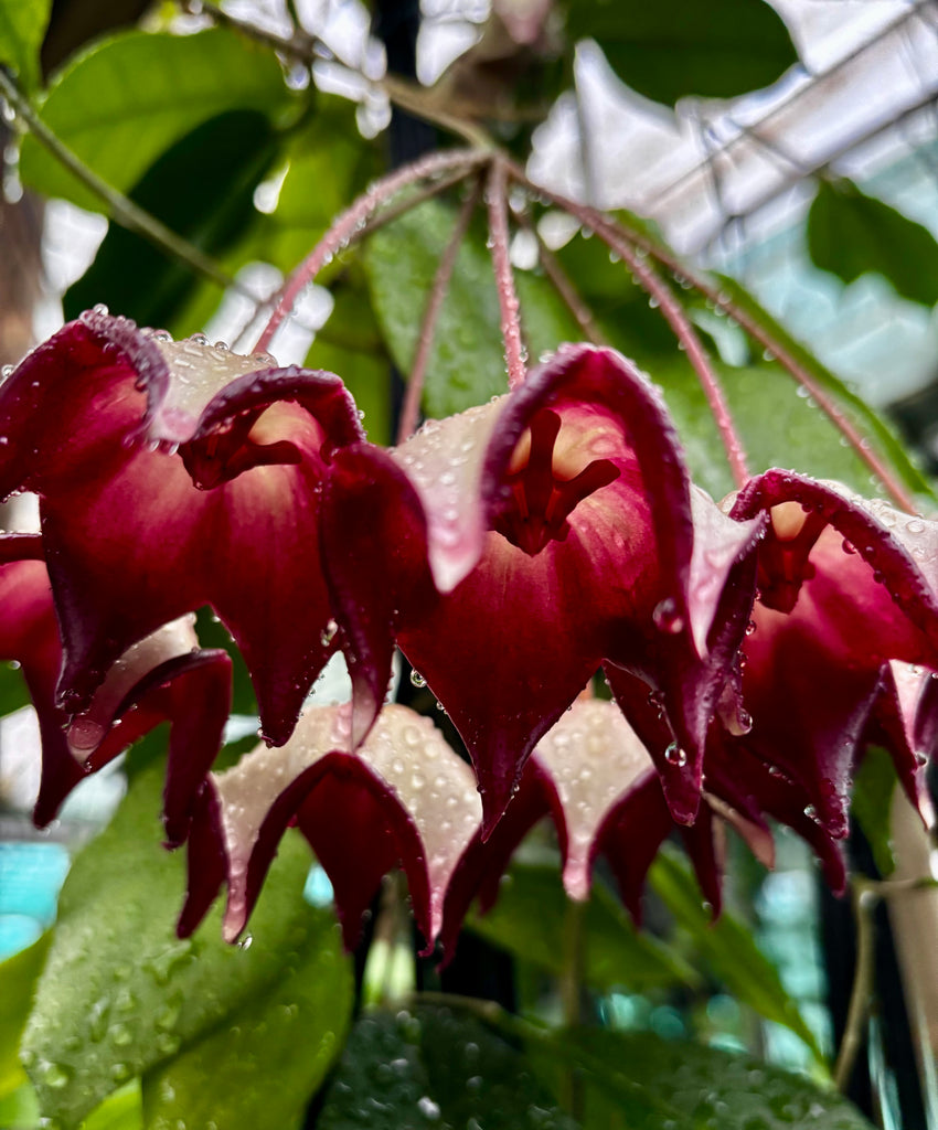 Hoya macgillivrayi H34
