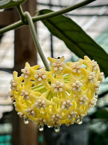 Hoya villosa Vietnam IML 1663 H156