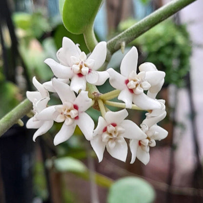 Hoya australis ssp. australis compacta H190