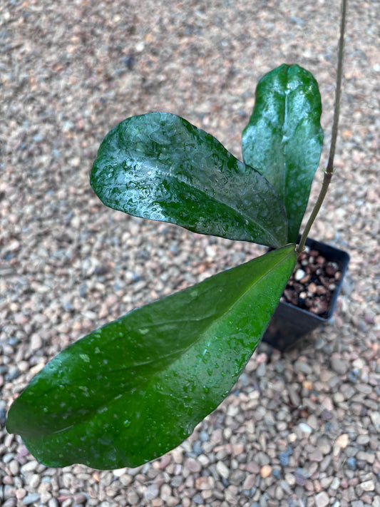 Hoya sp. Lampung H489