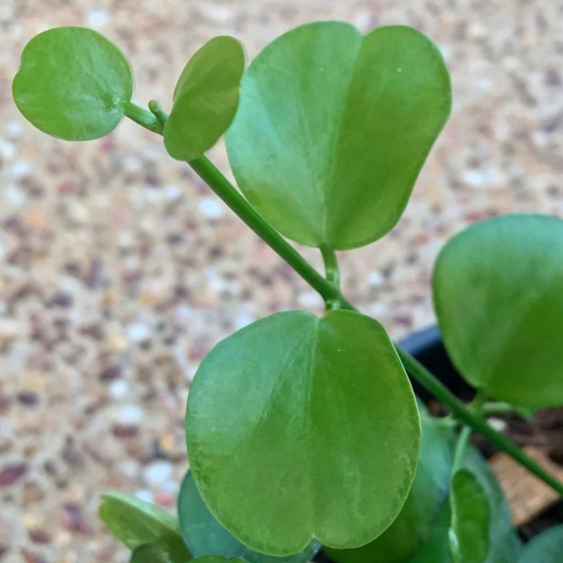 Dischidia tonsuensis IML 1376 D7