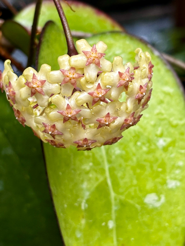 Hoya fuscomarginata H22