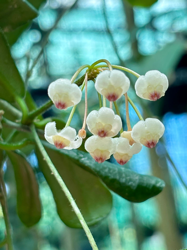 Hoya rotundiflora H291