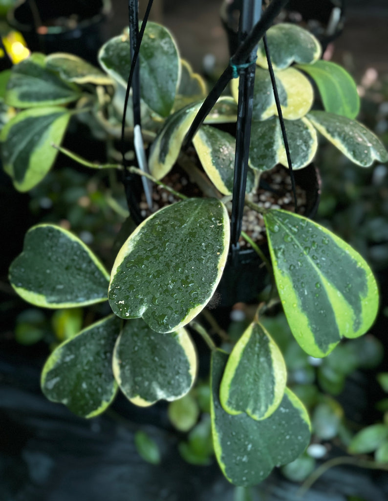 Hoya kerrii (albomarginata) H48