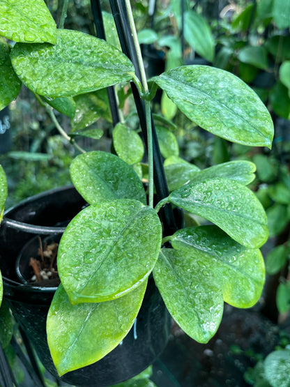 Hoya australis ssp. australis - thin leaf H271