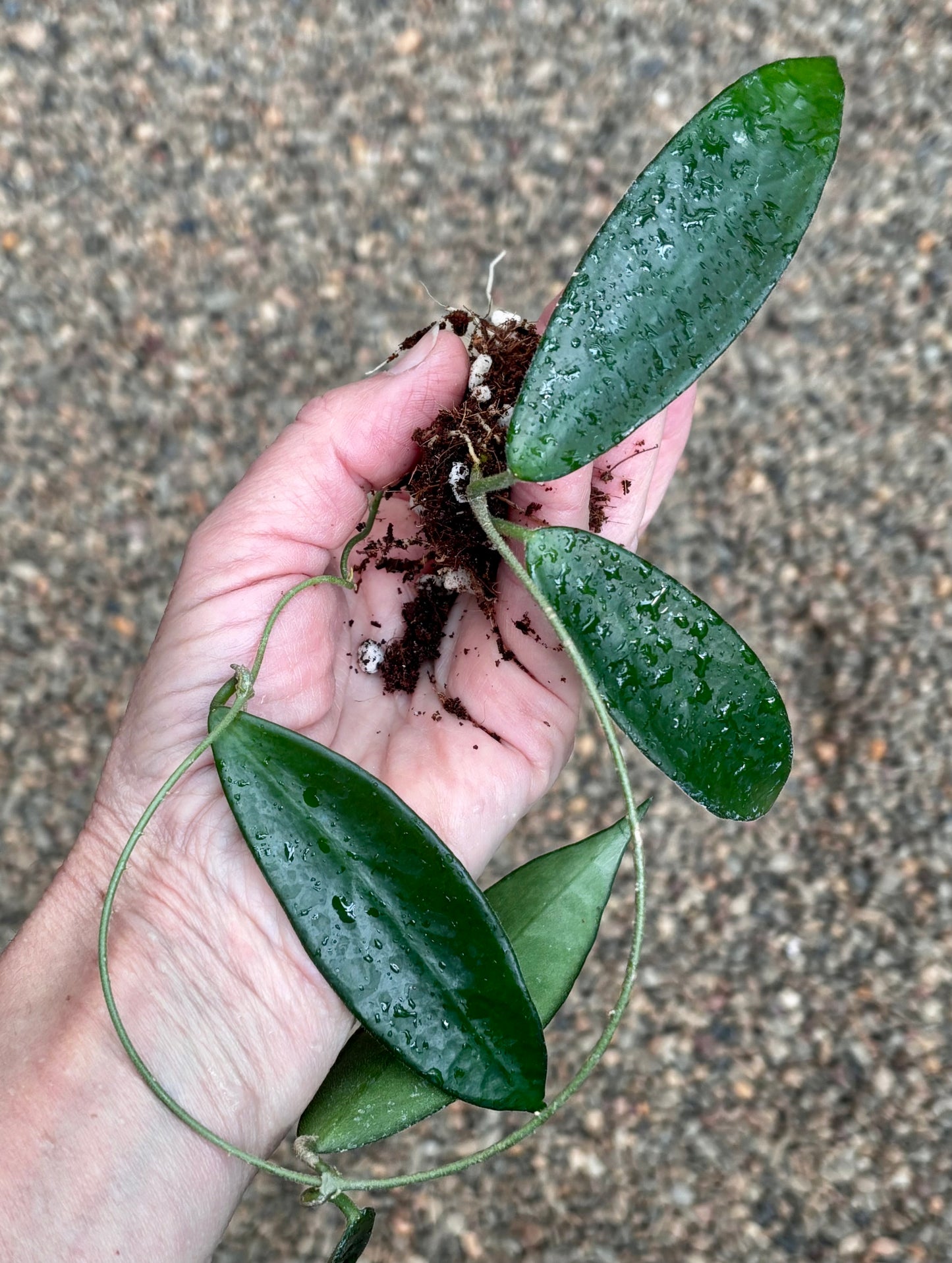 Hoya vangviengiensis H432