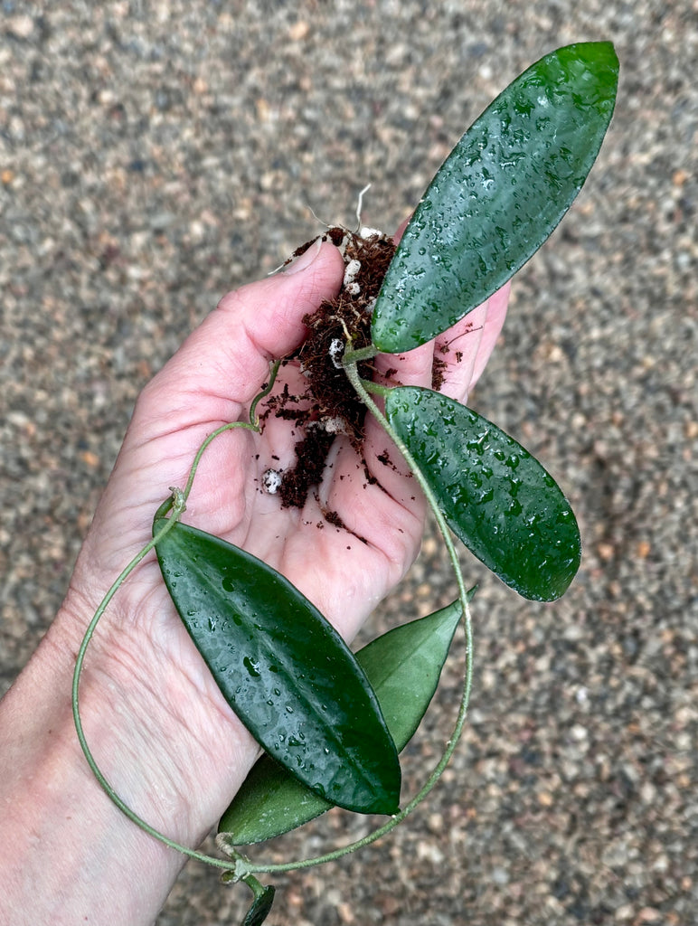 Hoya vangviengiensis H432