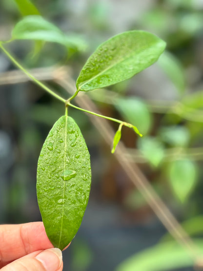 Hoya vitiensis 'yellow' H213