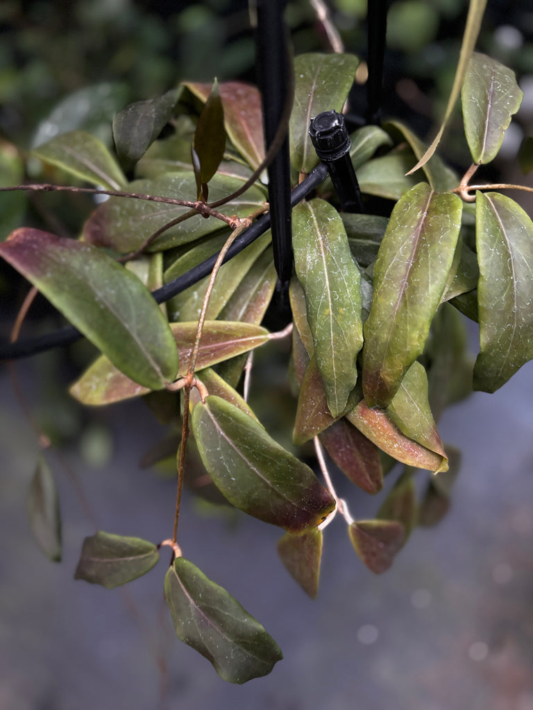 Hoya ilagiorum H183