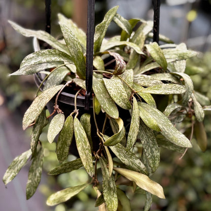 Hoya sigillatis IML 1601 H131