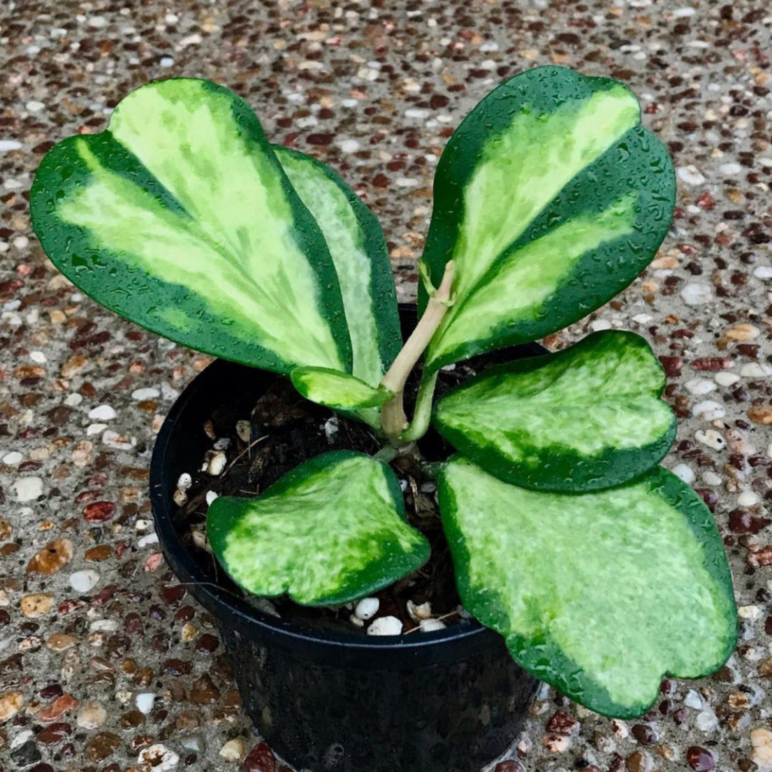 Hoya kerrii variegata 'Speckles' IML 1809 H155