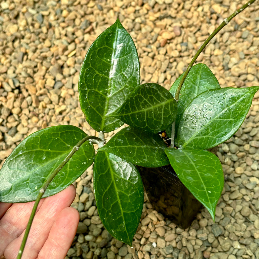 Hoya sp. Sumbawa H458