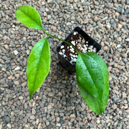 Hoya buotii IML 1862 H160