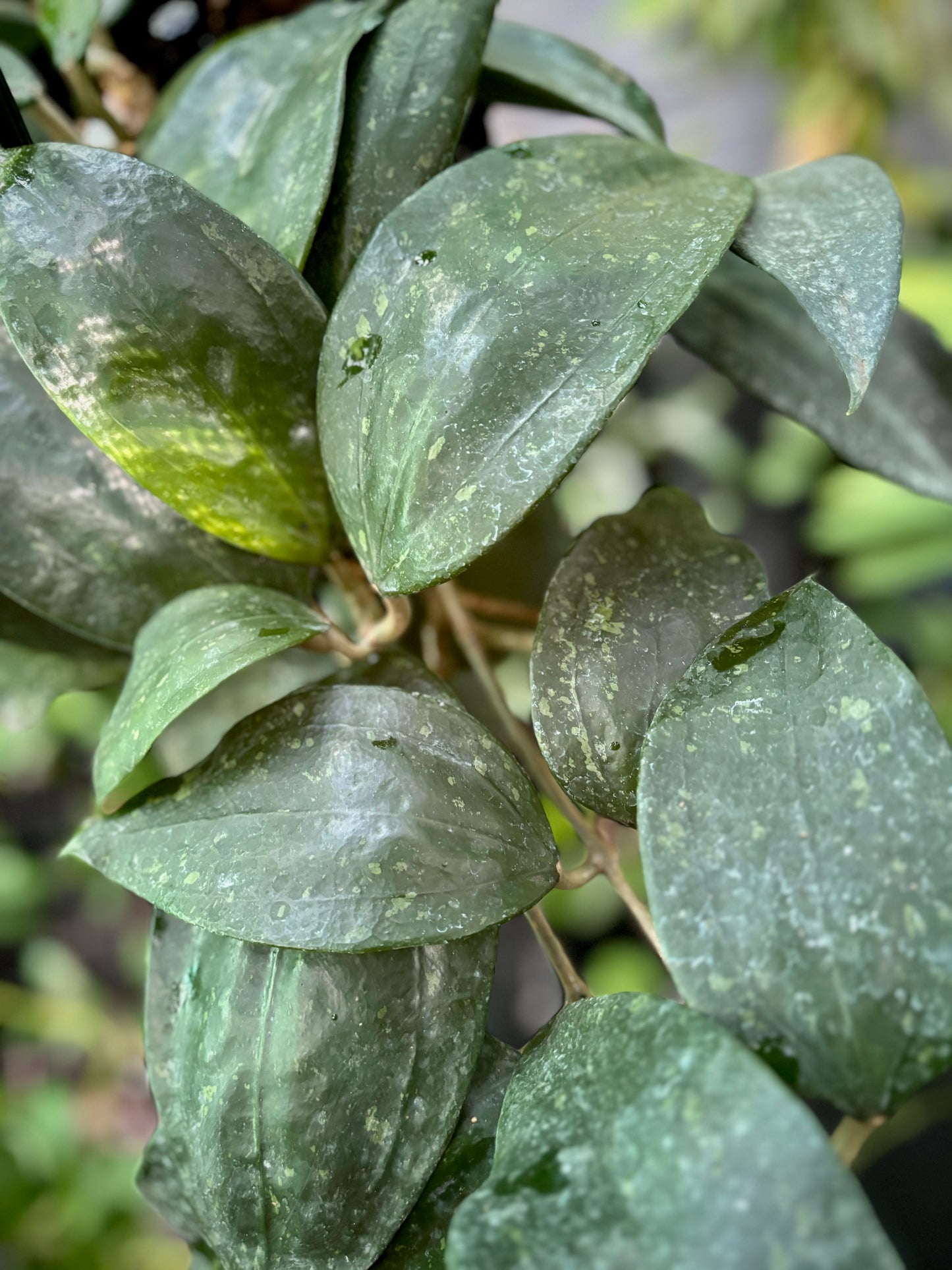 Hoya rigida IML 1424 H80