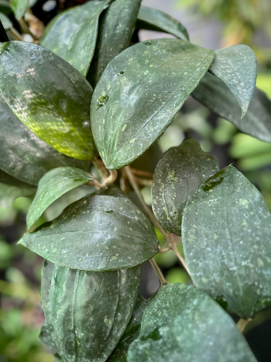 Hoya rigida IML 1424 H80