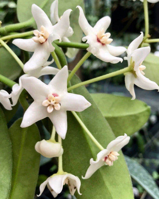Hoya albiflora H177