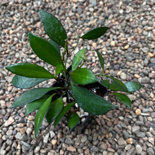 Hoya 'Noona' (pink) H414