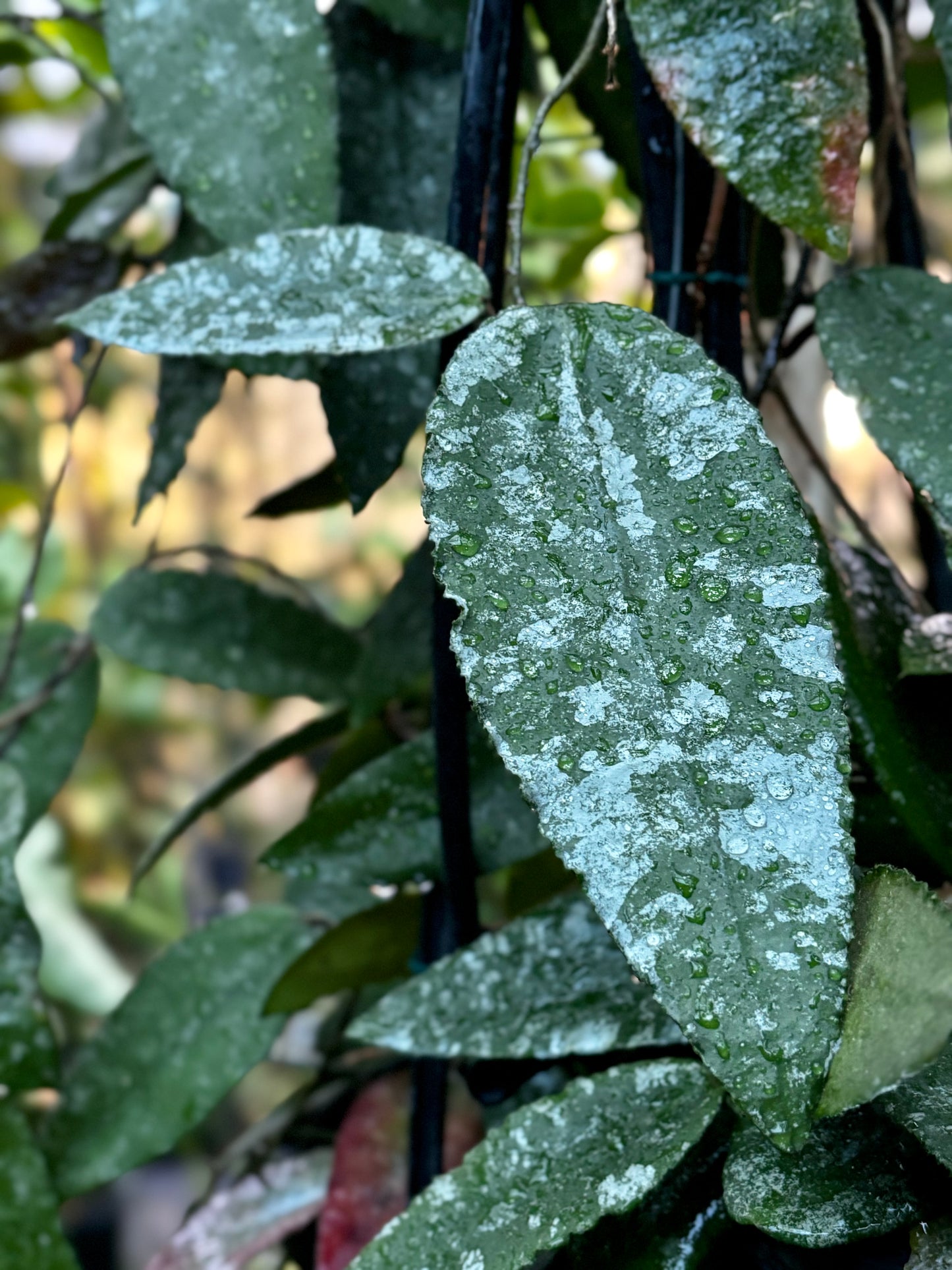 Hoya caudata v crassifolia H200