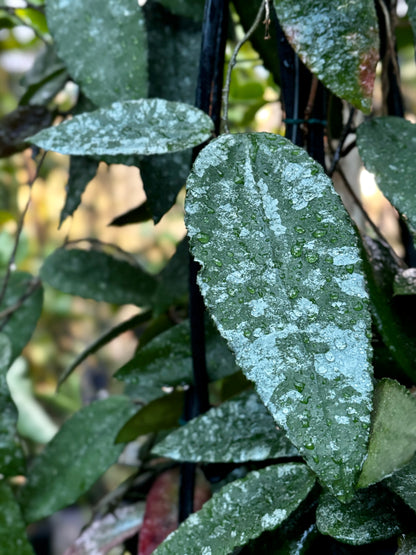 Hoya caudata v crassifolia H200
