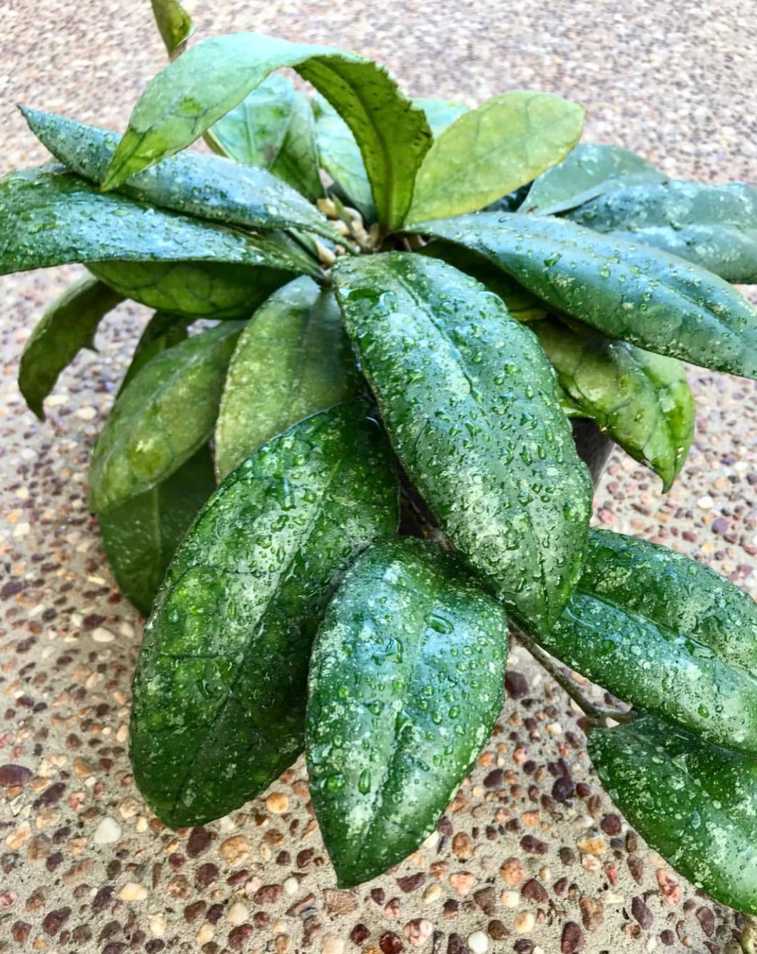 Hoya sp. Thailand IML 1398 H133