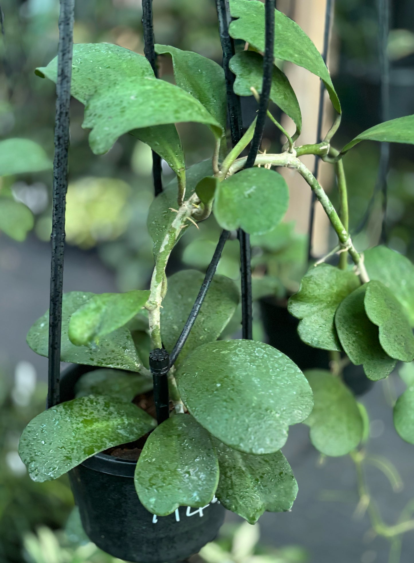 Hoya kerrii H44