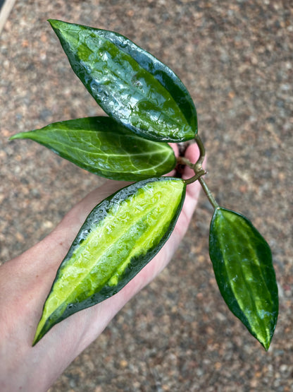 Hoya latifolia 'Pot of Gold' H384